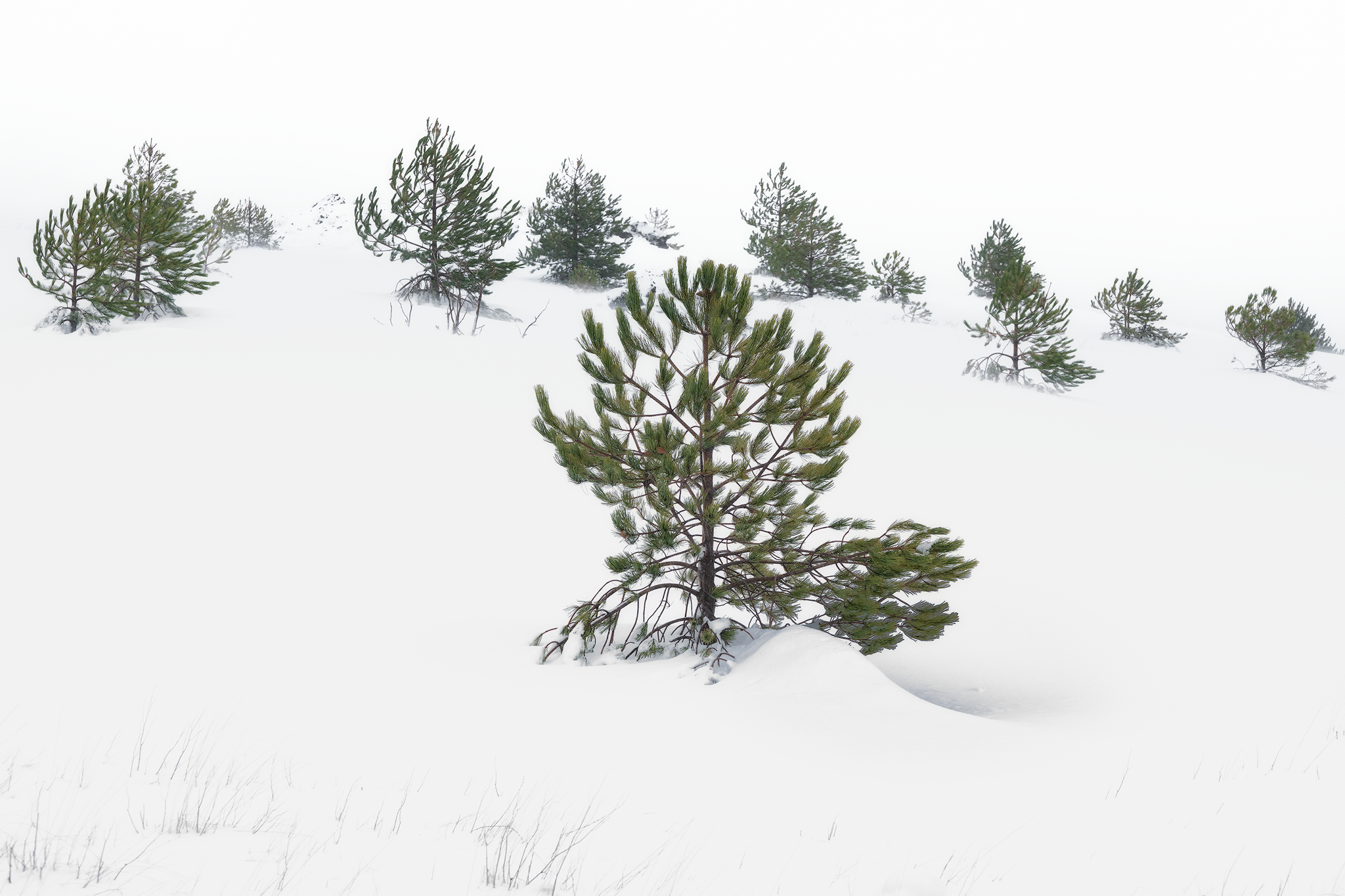 Snow pines, fine art photograph from the Sicily collection by Fabrizio Vinciguerra