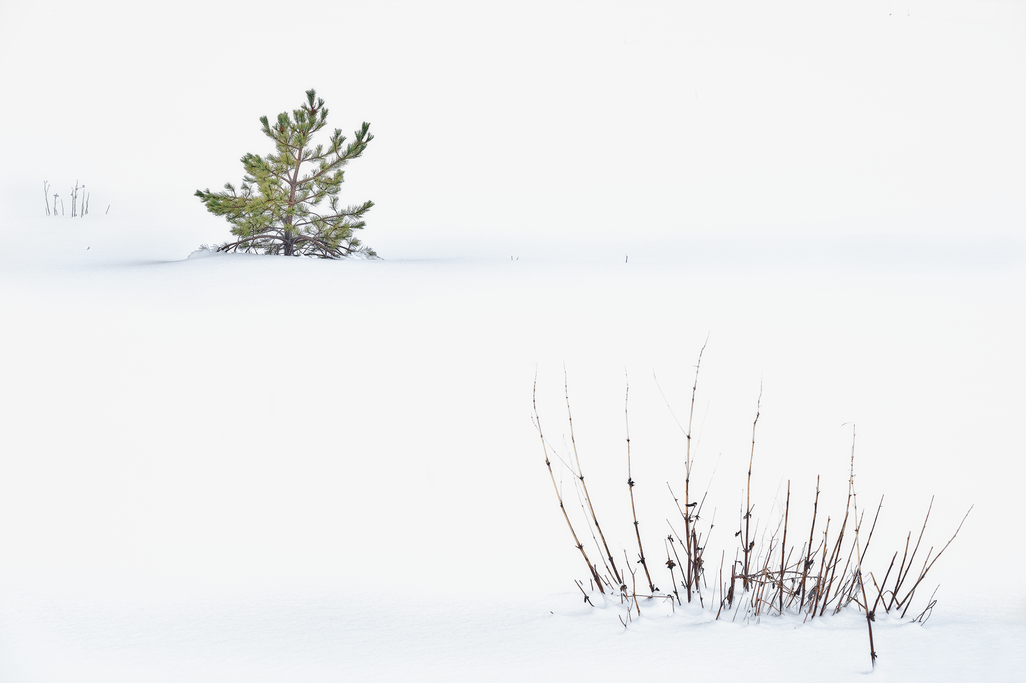Silent pine, fine art photograph from the Sicily collection by Fabrizio Vinciguerra