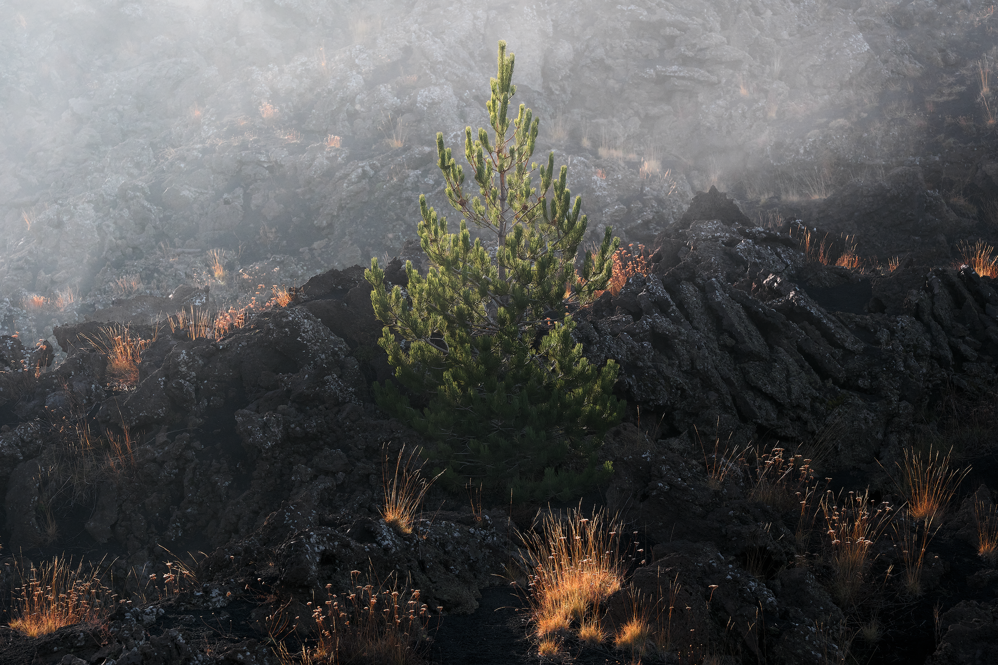 Pine on lava, fine art photograph from the Sicily collection by Fabrizio Vinciguerra