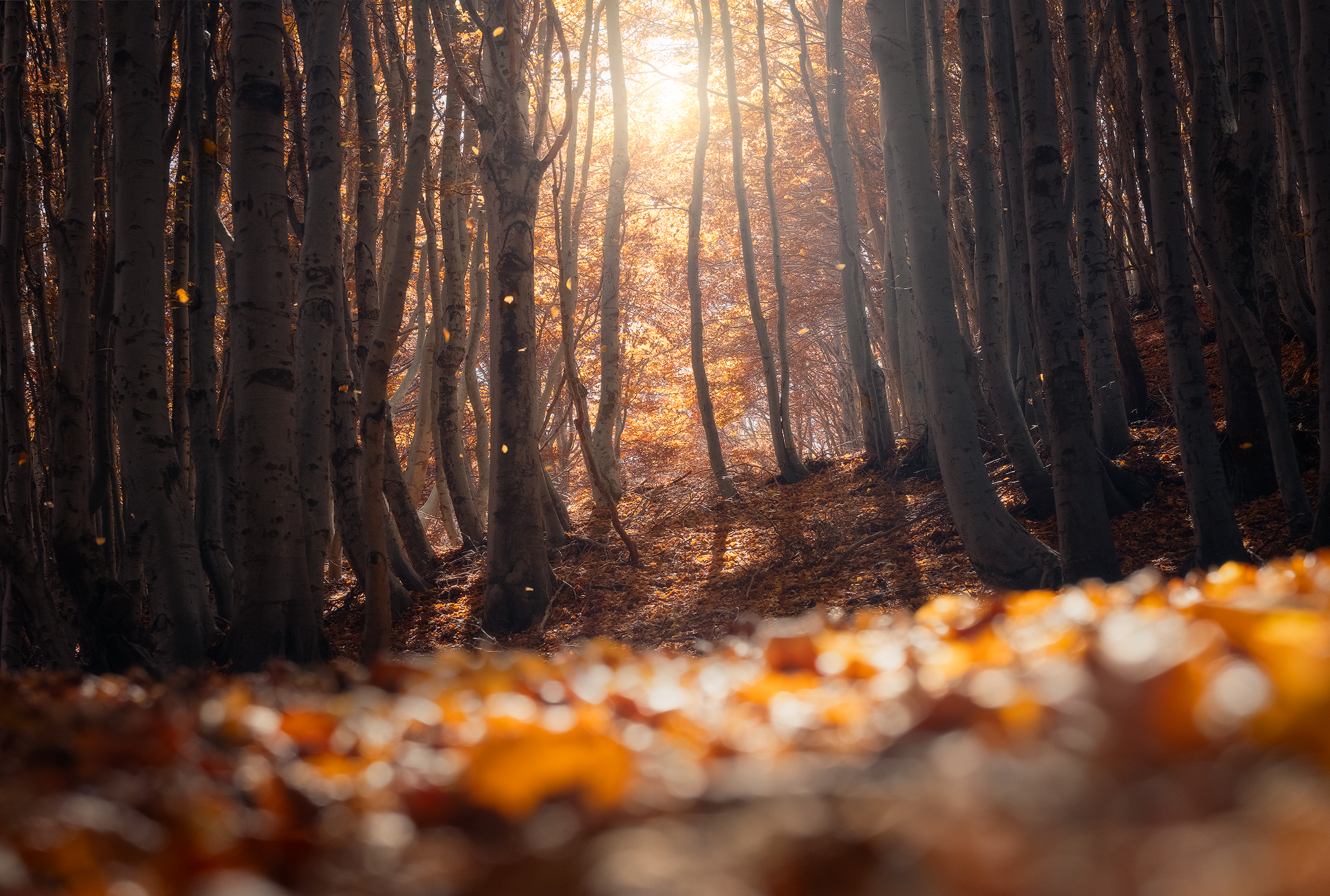Golden forest, fine art photograph from the Sicily collection by Fabrizio Vinciguerra