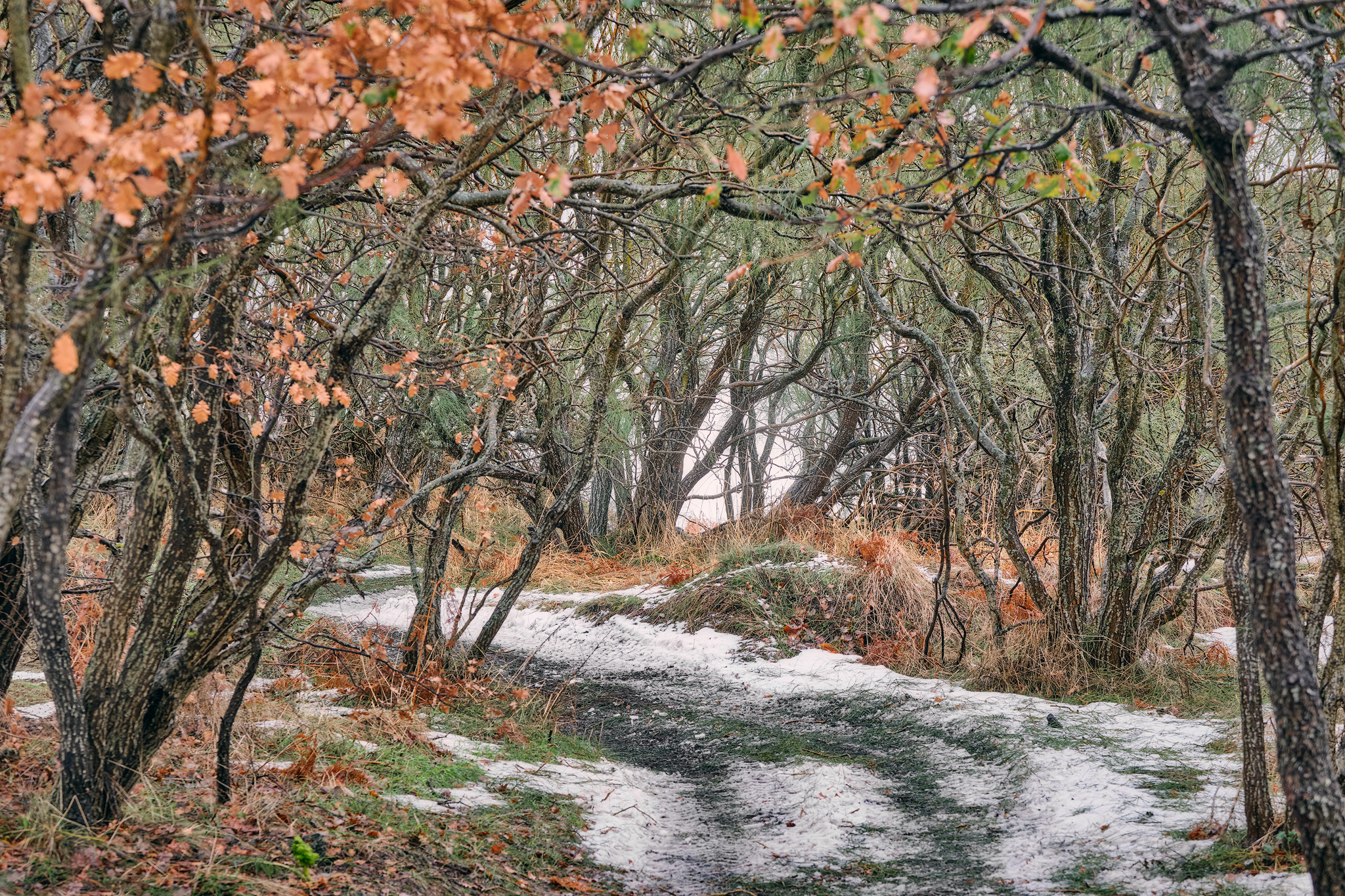 Forest trail, fine art photograph from the Sicily collection by Fabrizio Vinciguerra