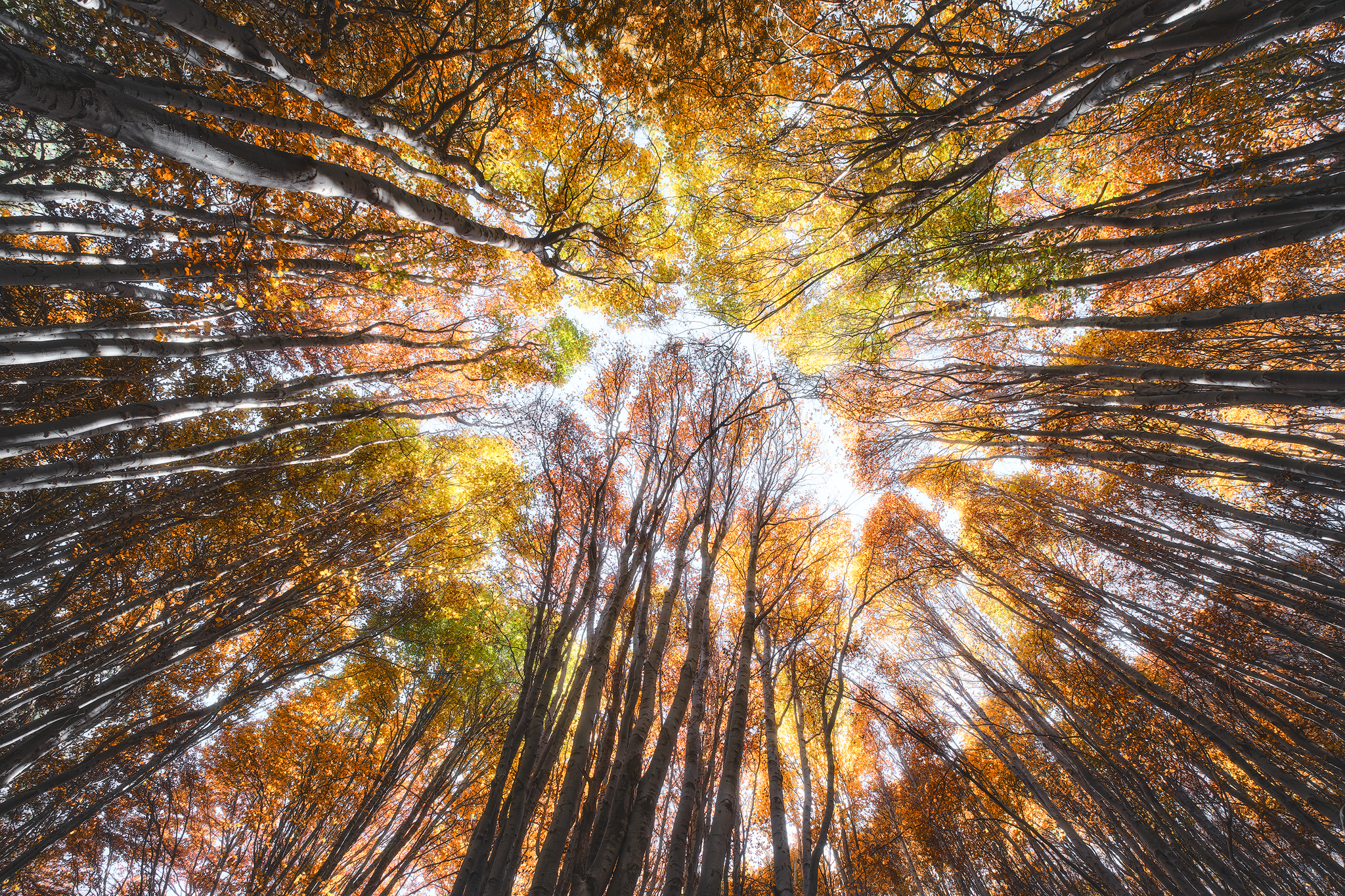 Autumn canopy, fine art photograph from the Sicily collection by Fabrizio Vinciguerra