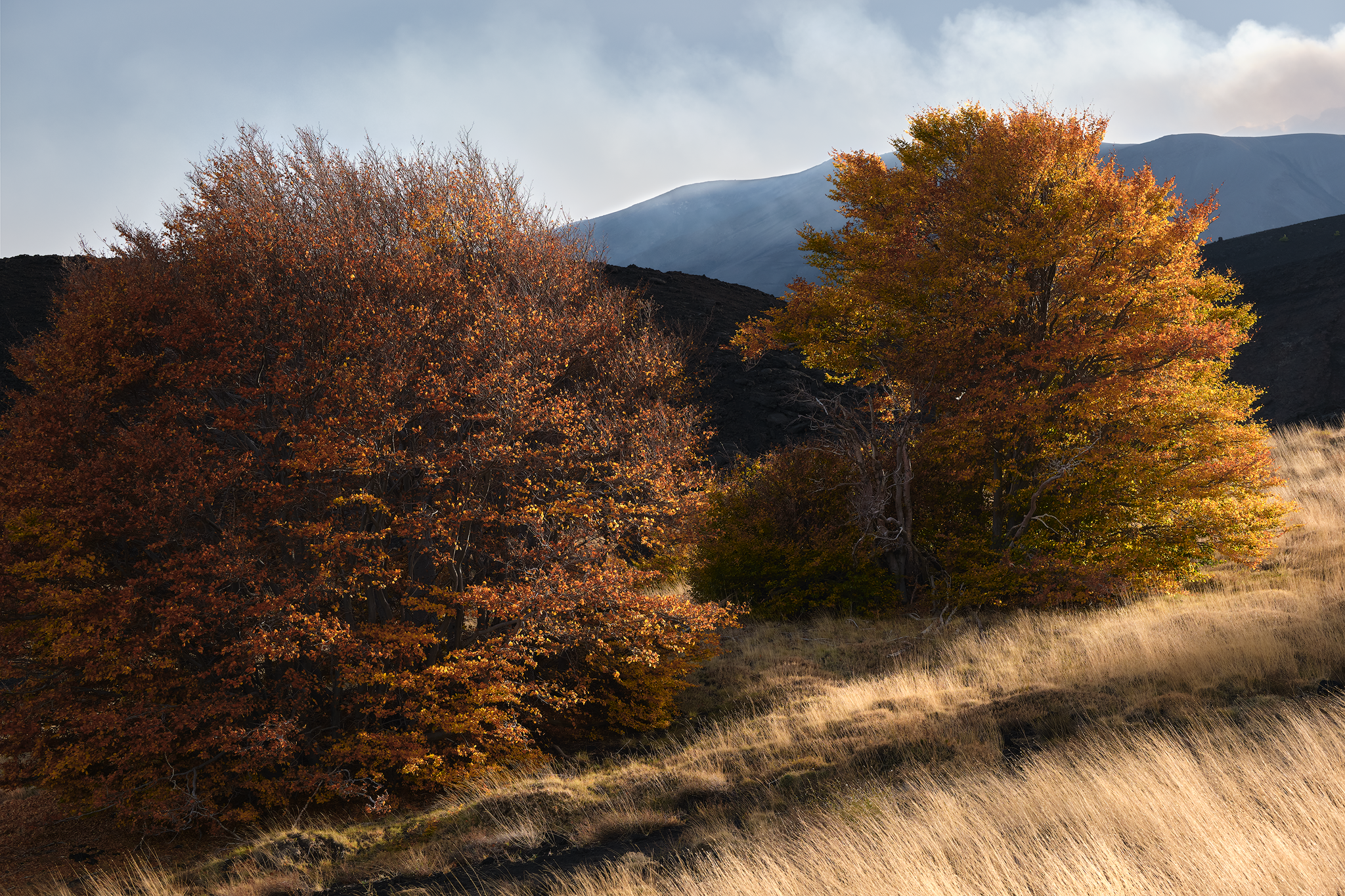Golden autumn trees illuminated by warm evening light