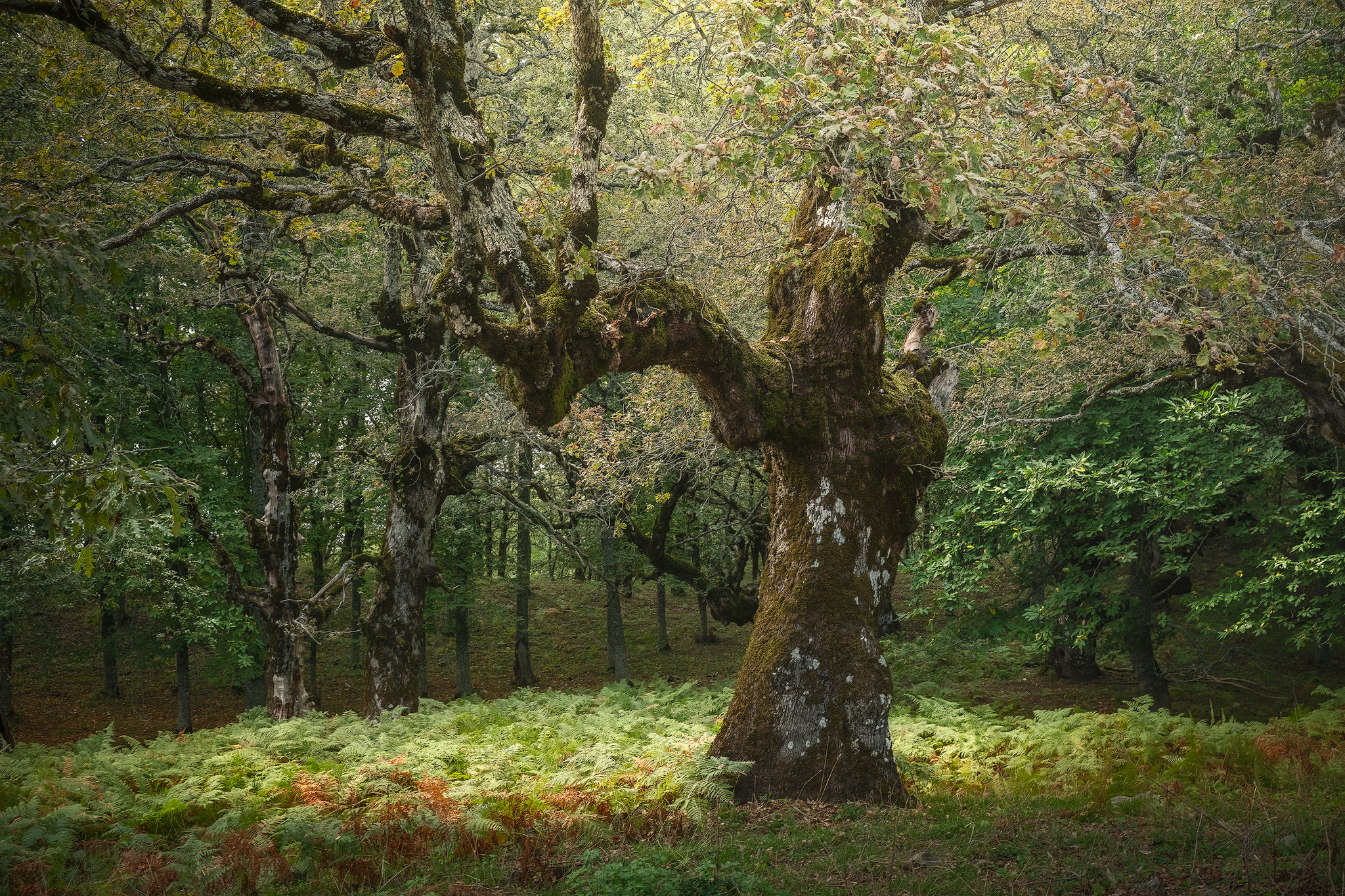 Ancient oak, fine art photograph from the Woods & Silence collection by Fabrizio Vinciguerra