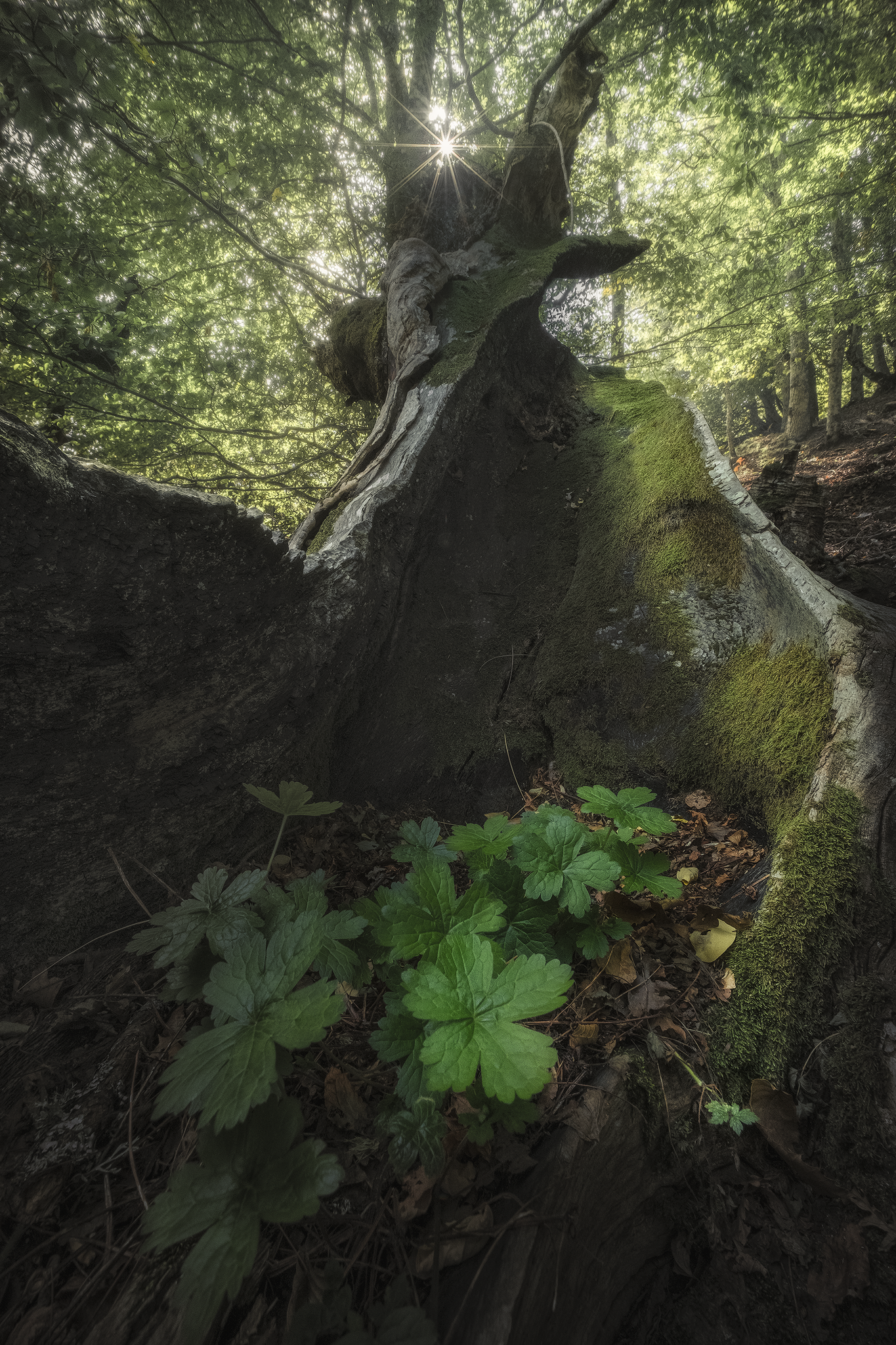 Forest guardian, fine art photograph from the Woods & Silence collection by Fabrizio Vinciguerra