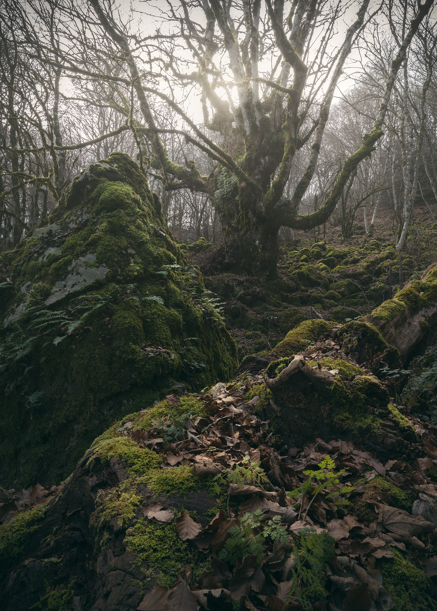 Ancient yew trees, moss-covered rocks and tangled roots in the Tassita forest