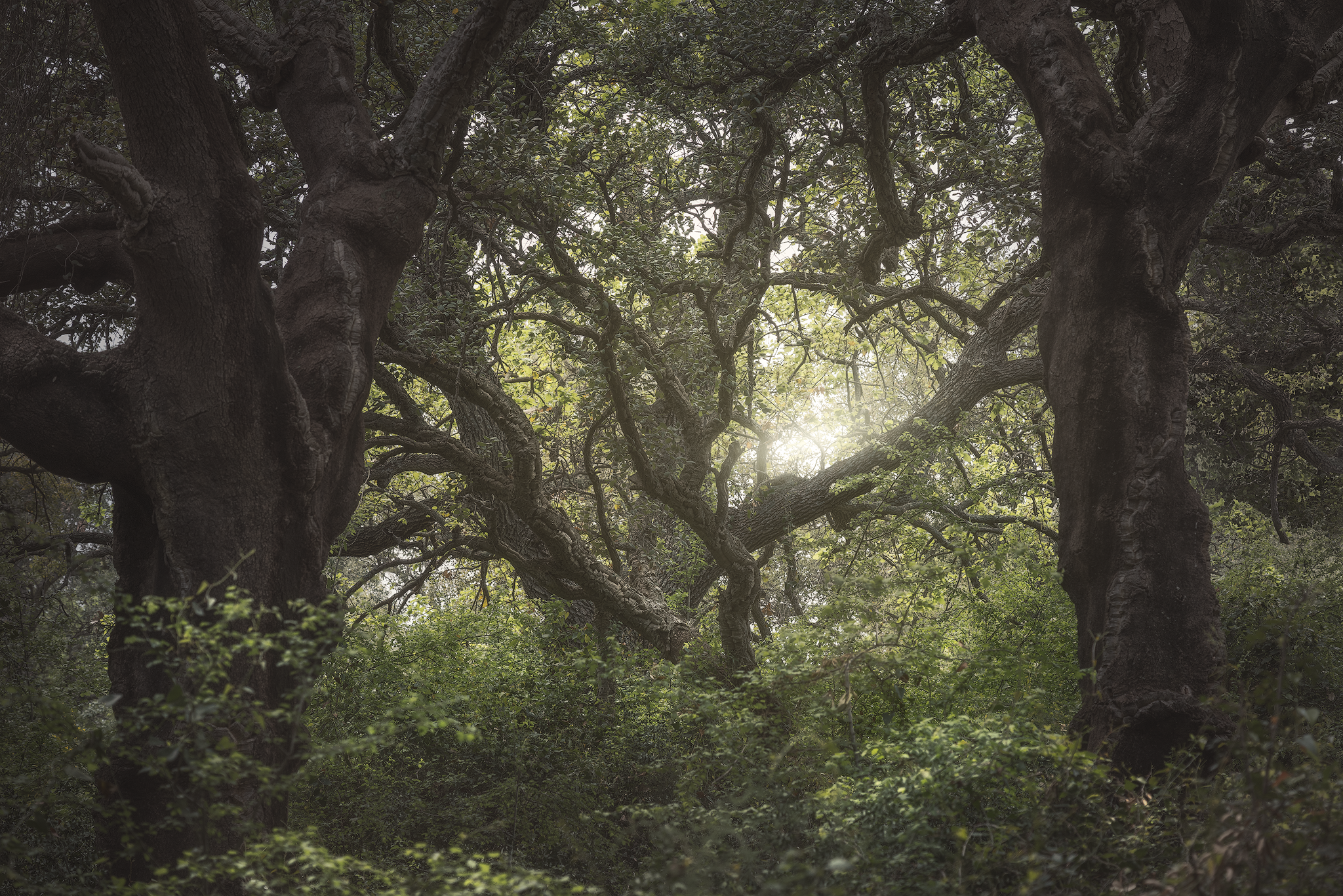 Old carob trees forming a dense canopy with filtered woodland light