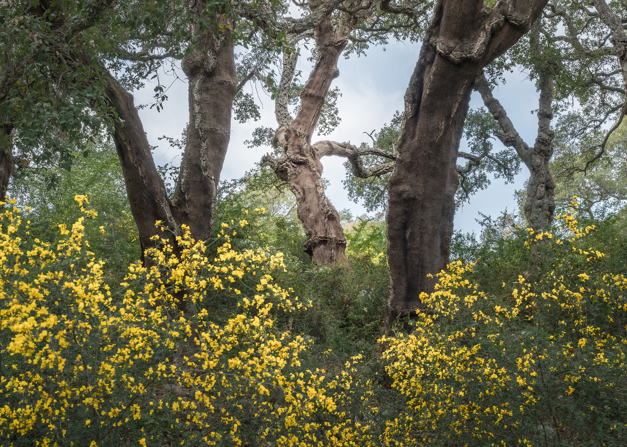 Mature carob trees surrounded by yellow spring flowers in Sicily
