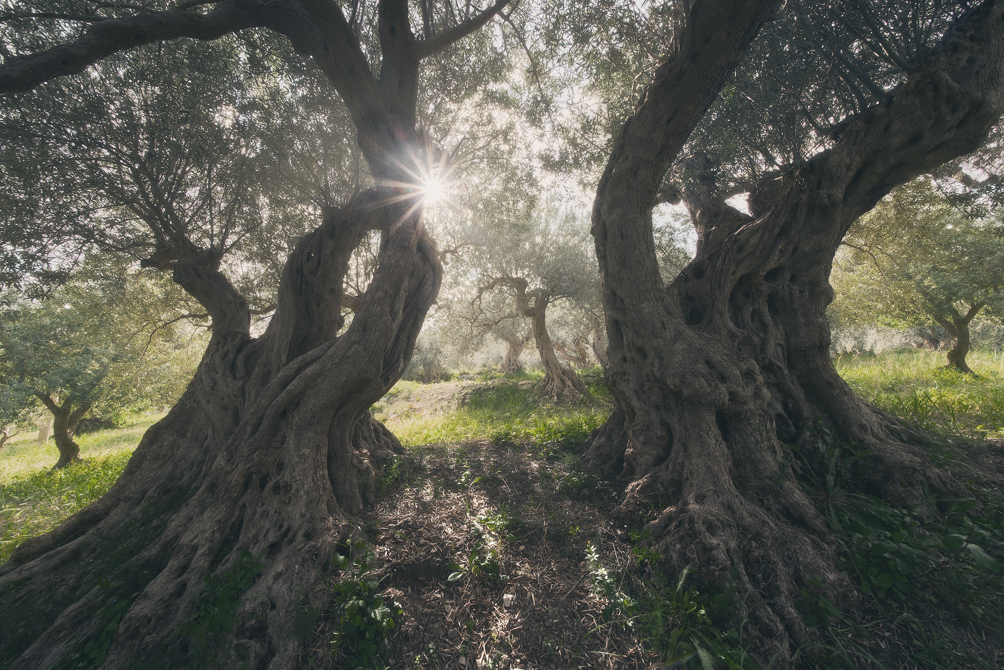 Centuries-old olive trees illuminated by soft sunlight in a Sicilian grove
