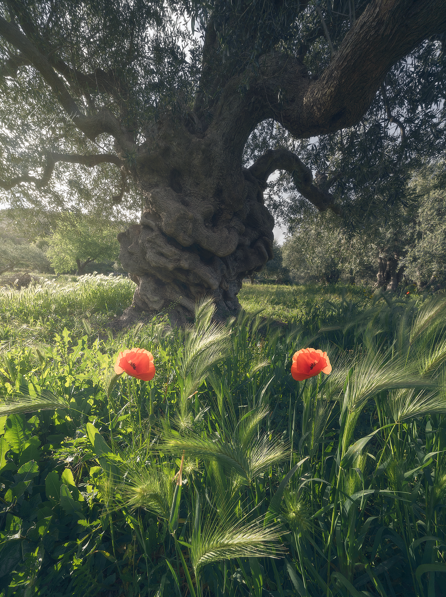 Ancient olive tree surrounded by red poppies and spring grass