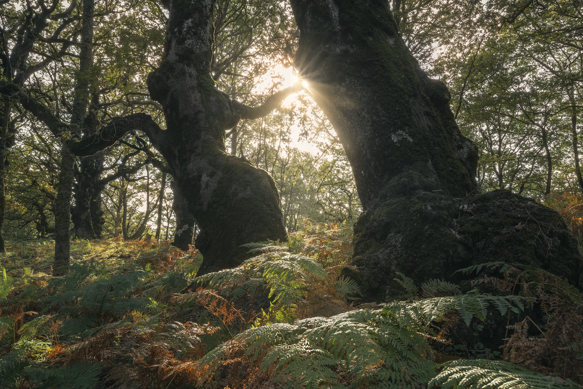 Large beech trees rising above ferns in warm filtered forest light
