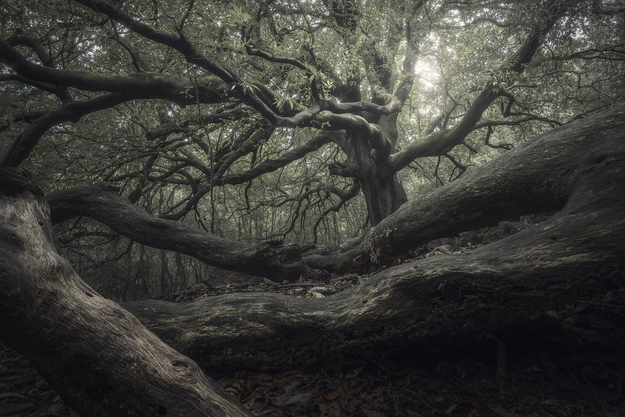 Ilice di carrinu, fine art photograph from the Woods & Silence collection by Fabrizio Vinciguerra